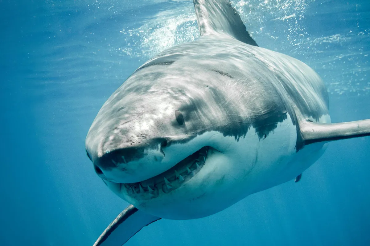 Mediterranean's hidden great whites reveal a 160-year secret