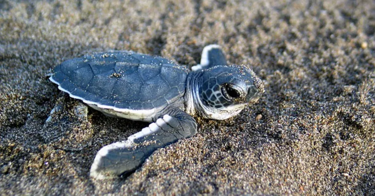 A Baby Sea Turtle Needed Help. This Man Knew Exactly What Not To Do.