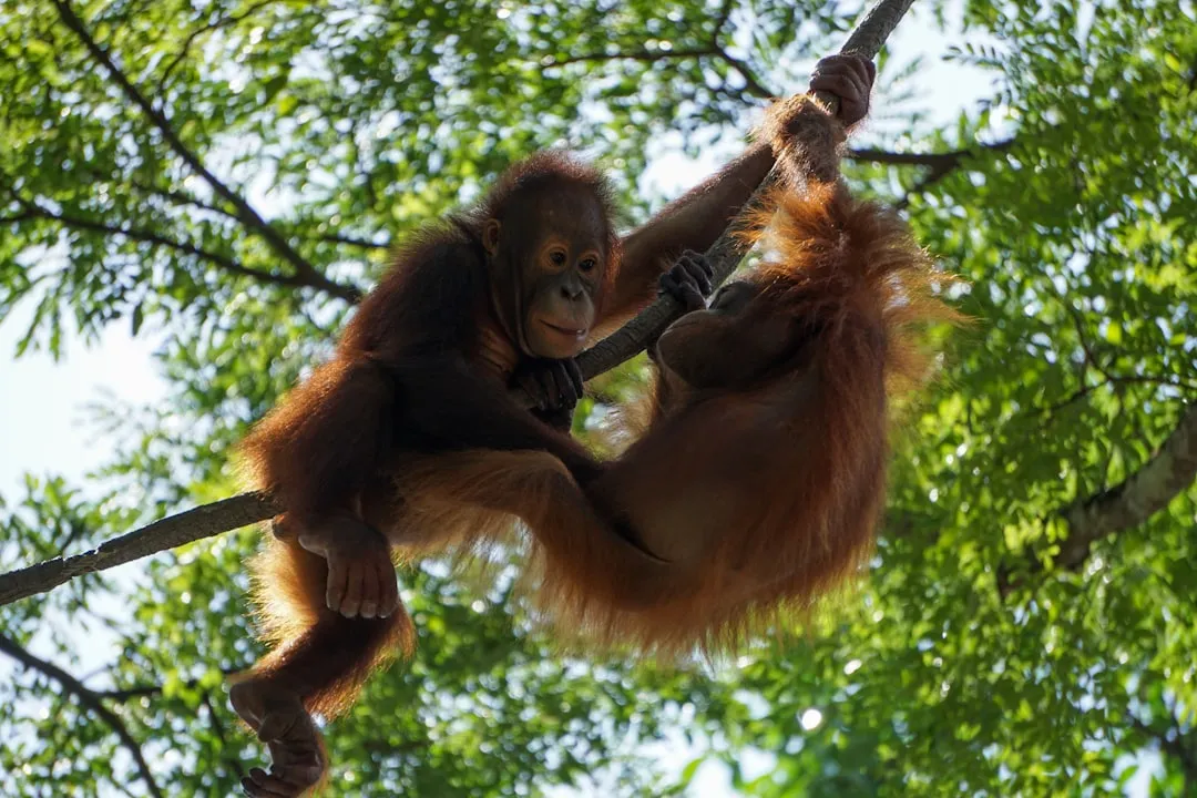 Image via Sumatran Orangutan Society / TaHuKah