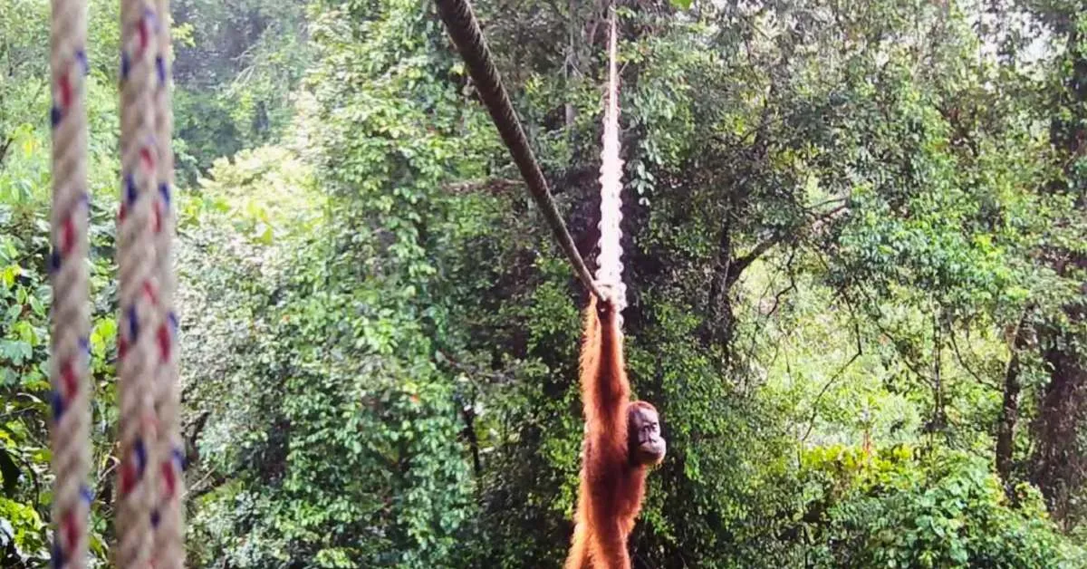 Watch an orangutan swing over a busy road via canopy bridge: 'We have watched and waited for this moment'