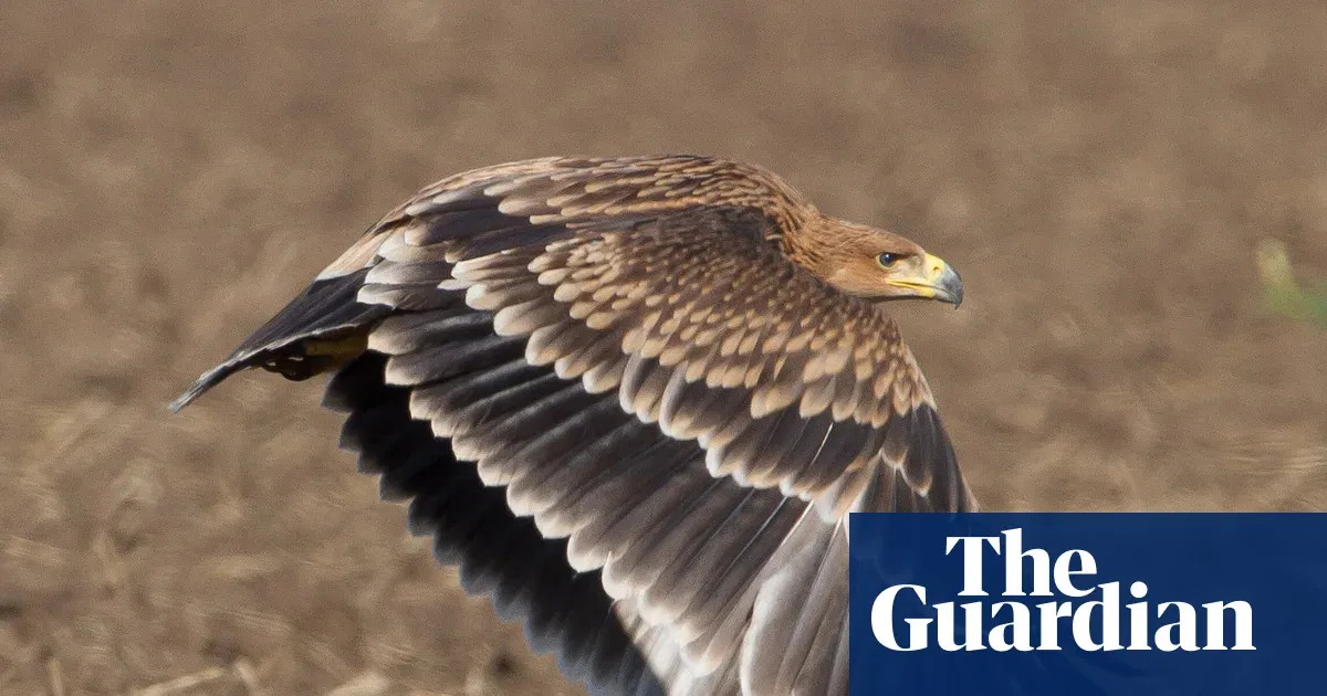 No trees, no food, shot for fun … yet Serbia’s imperial eagles are making an improbable return