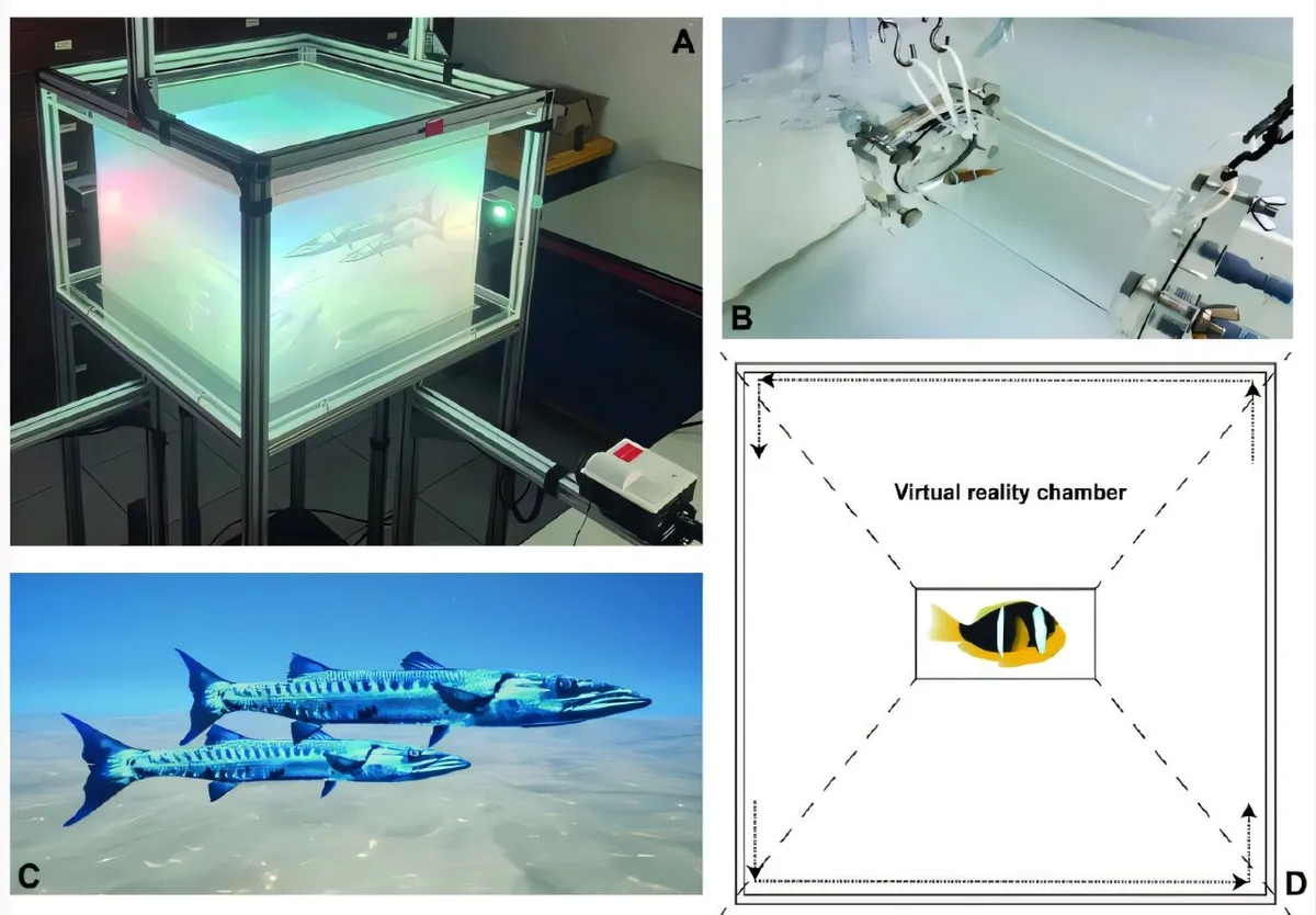 Clownfish Face a Virtual Barracuda. Their Metabolism Has Thoughts.