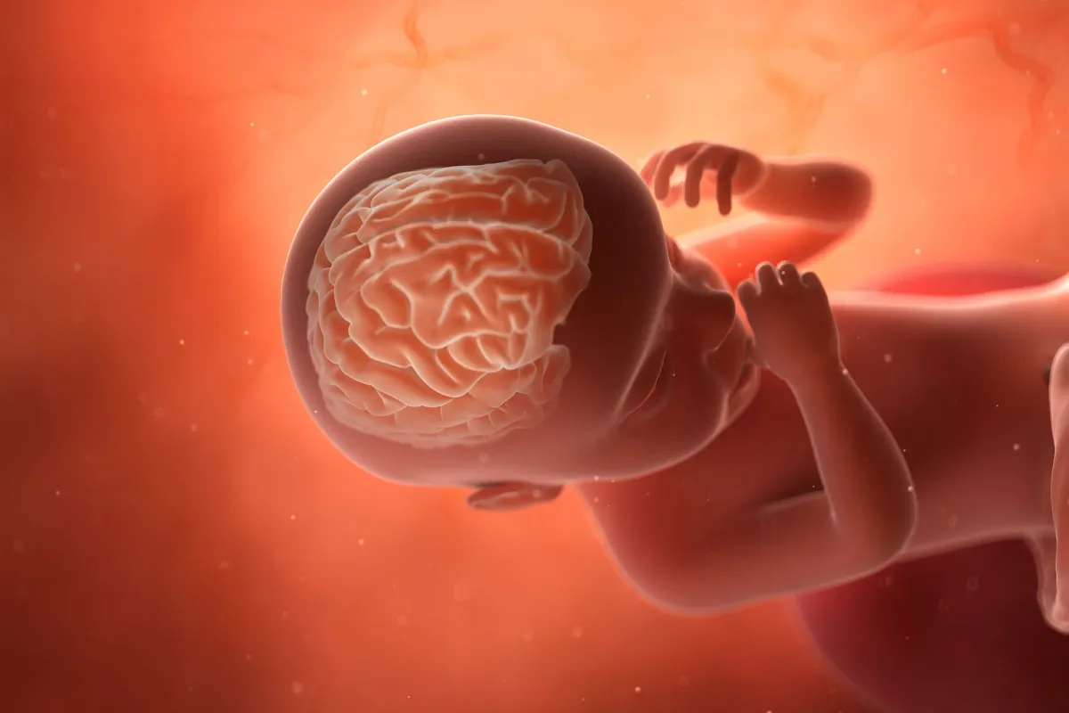 Male and Female Brains Start Developing Differently in the Womb, Scientists Find