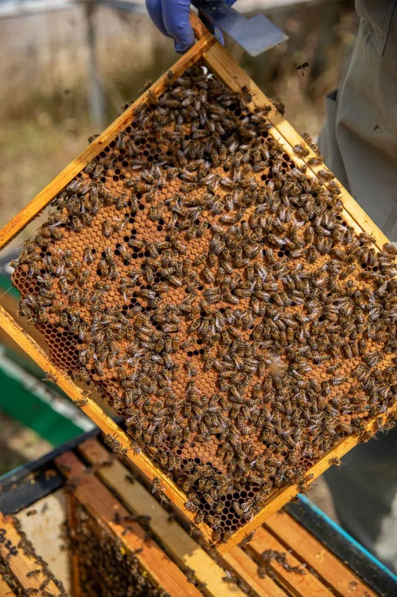Tray of Oxford Bee Lab’s Hives