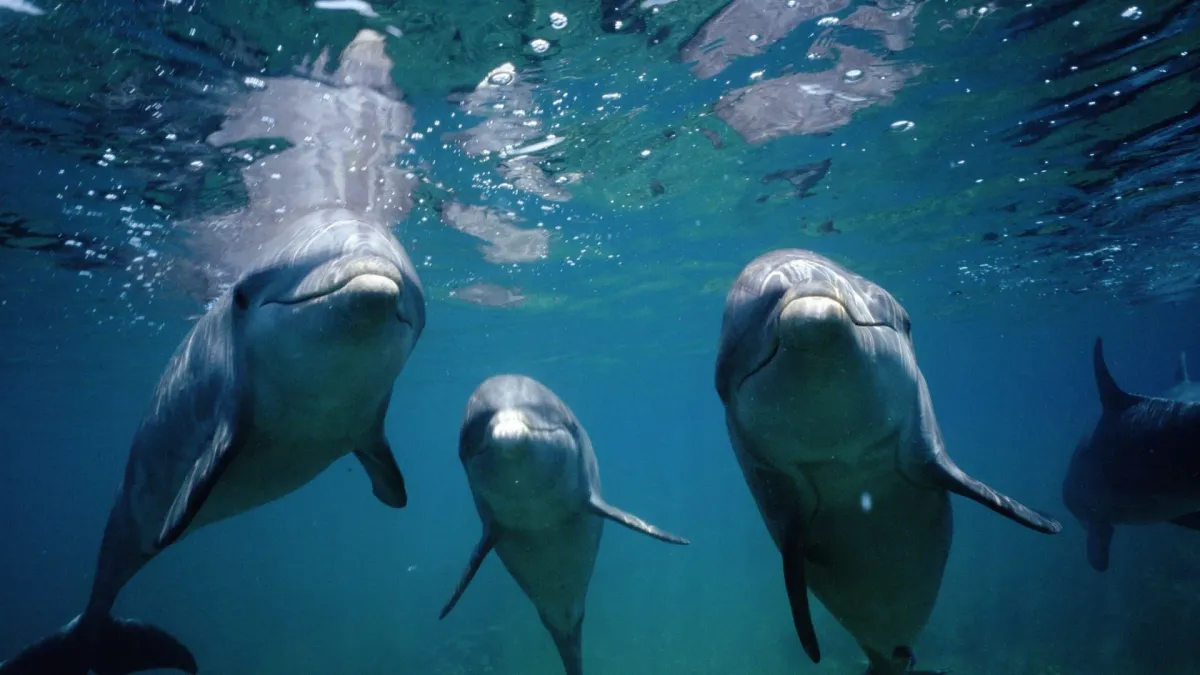 Scientists identify vortex rings as key to dolphin speed using a supercomputer