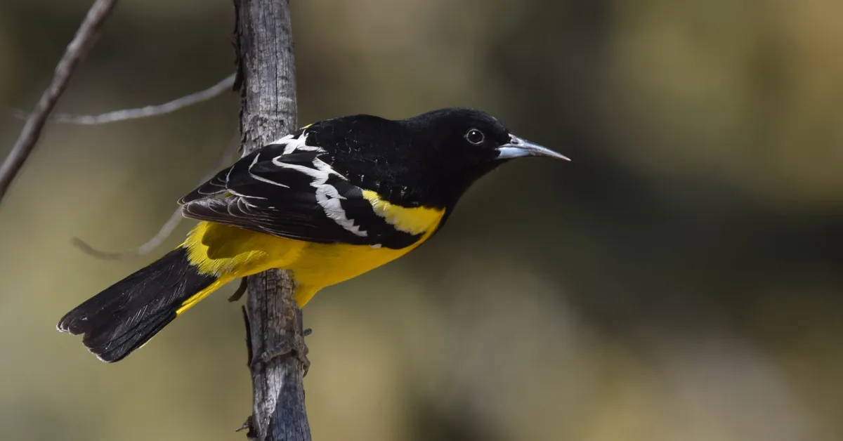 Bird names are changing to honor nature, not controversial historical figures