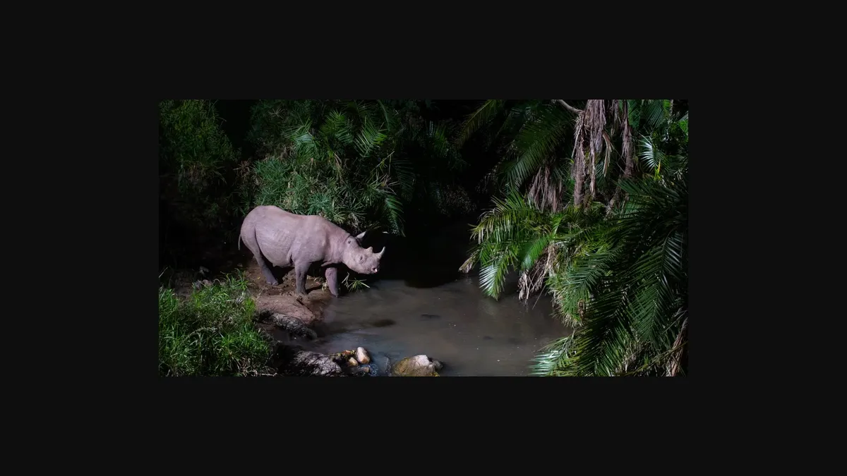 A black rhino stands in a river, drinking water.
