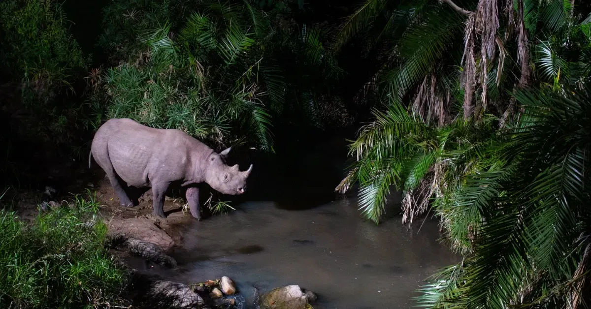 This photographer left trail cameras in a remote Kenyan forest for months. He uncovered a hidden 'wildlife highway'