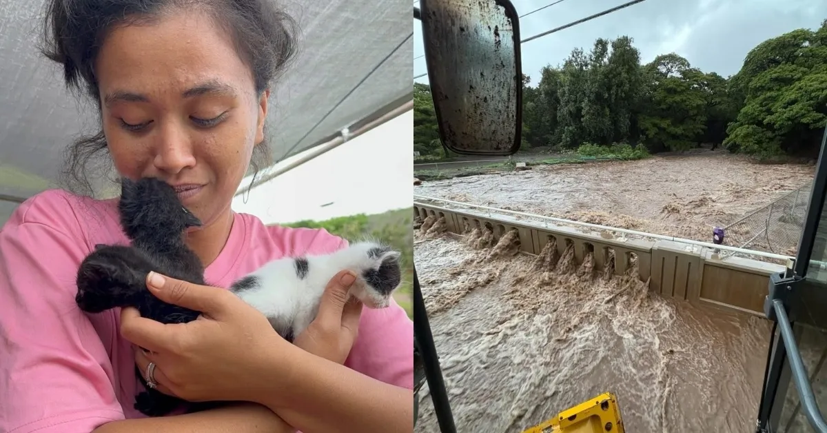 Hawaiian islanders step up to save cats trapped by record-breaking floods