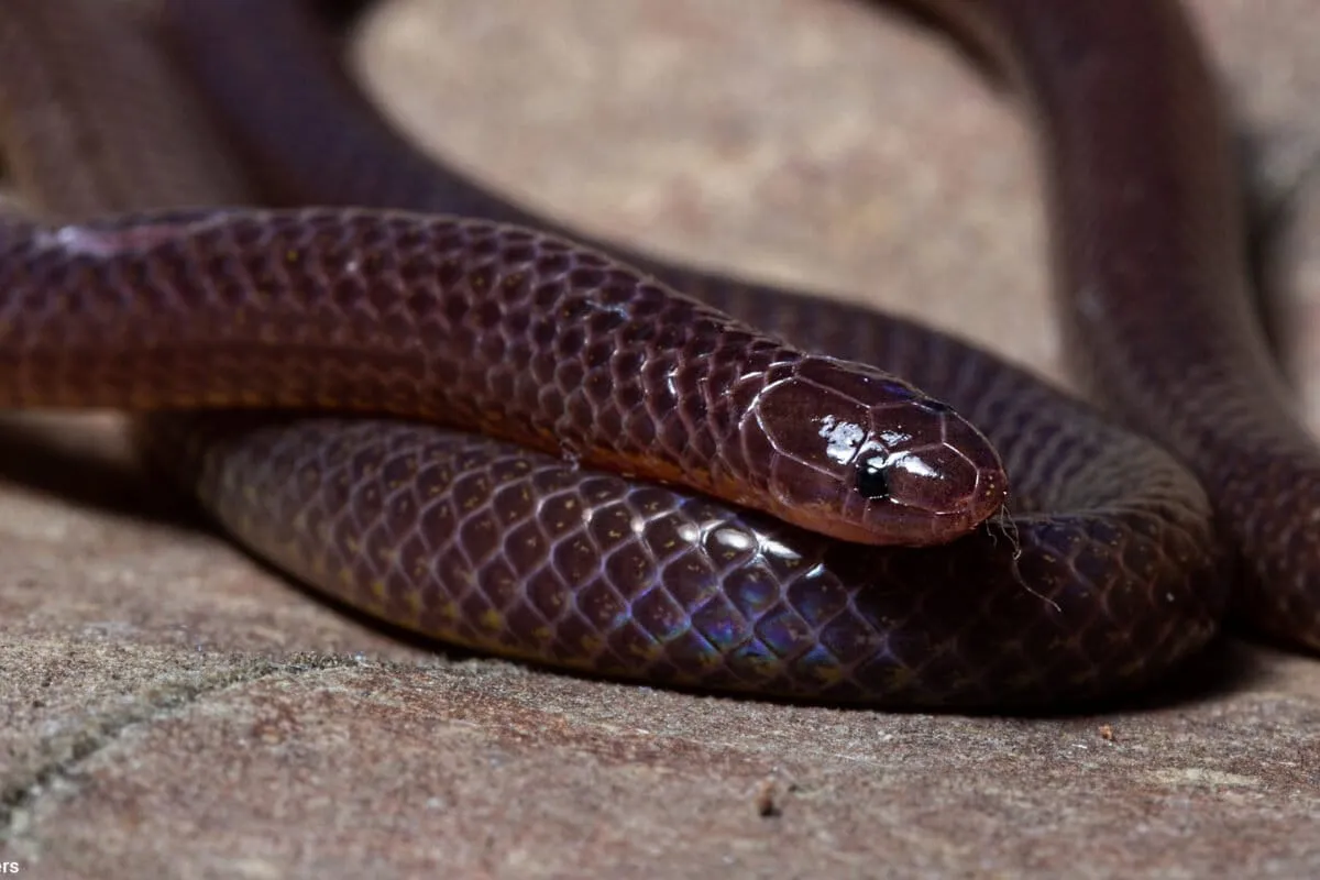 Singapore is bringing back reptiles lost over a century ago