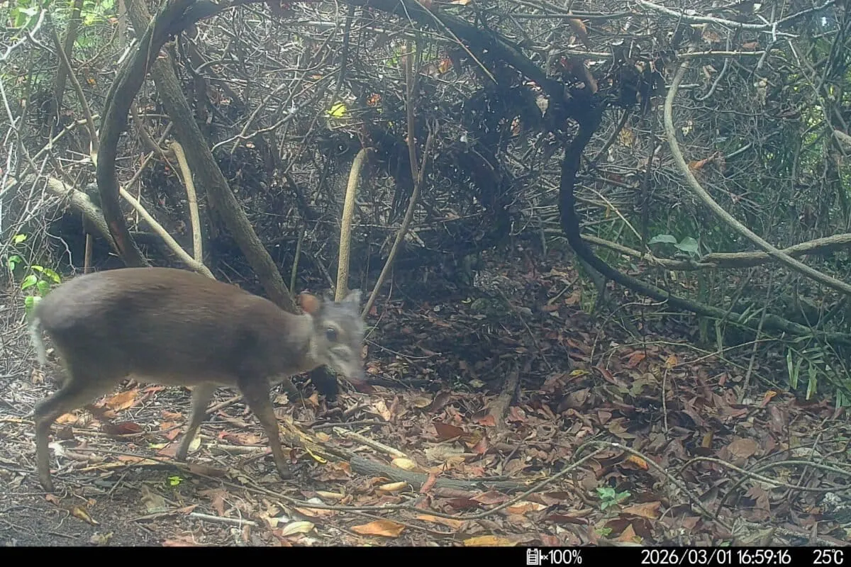 Camera traps take first photos of rare island antelope on Zanzibar