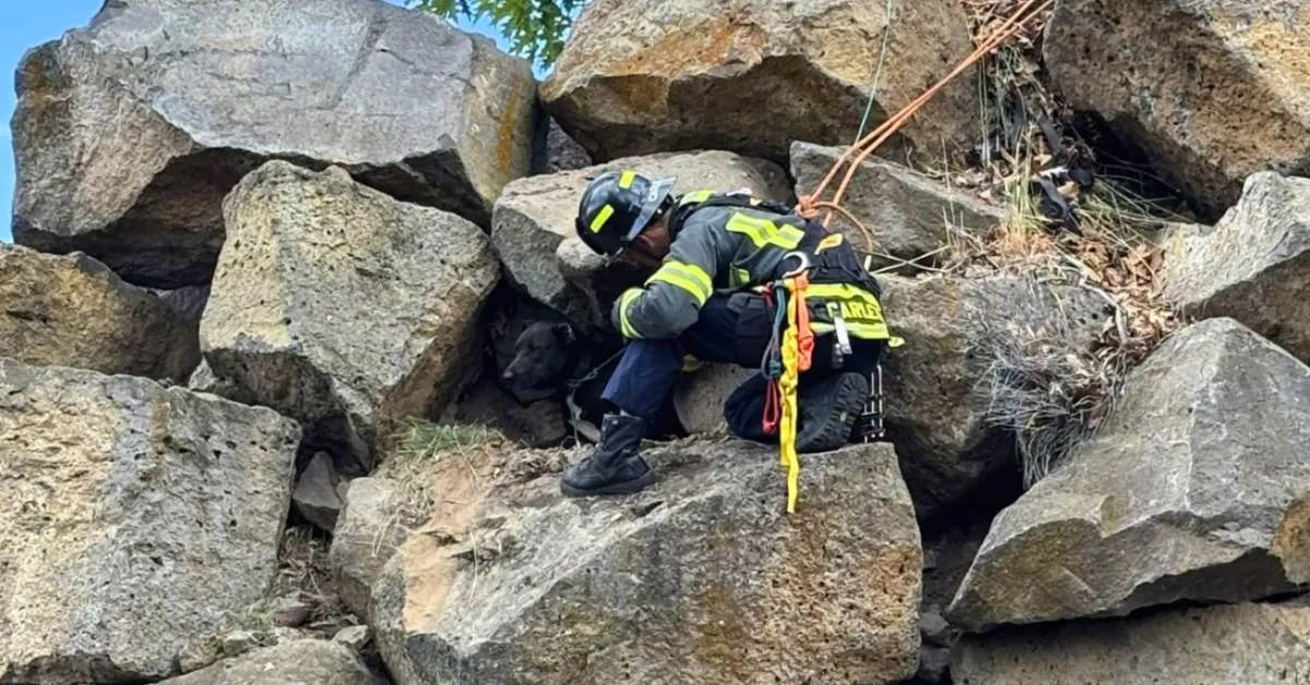 A team of firefighters worked together to save a dog trapped on a two-story cliff in Oregon
