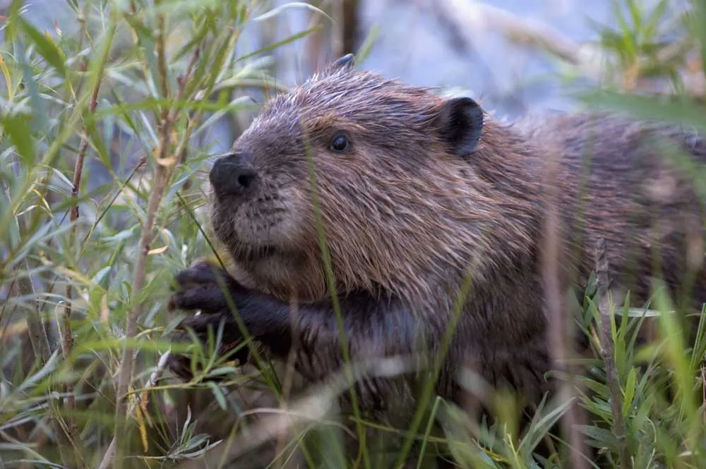 Beavers flourish in tidal habitats in the Pacific Northwest, study finds