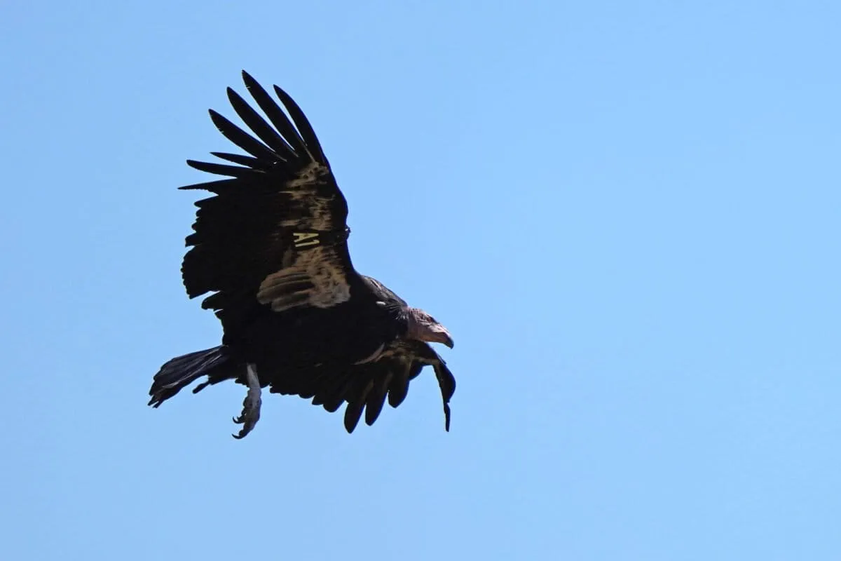 California condors are nesting in the Pacific Northwest again after 100 years