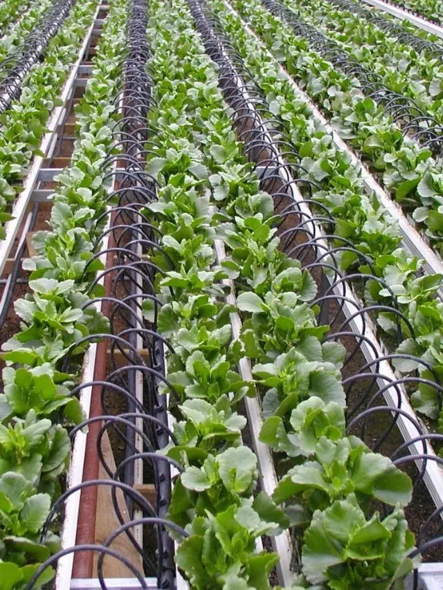 7 Water-Saving Farming Techniques Every Farmer Should Know