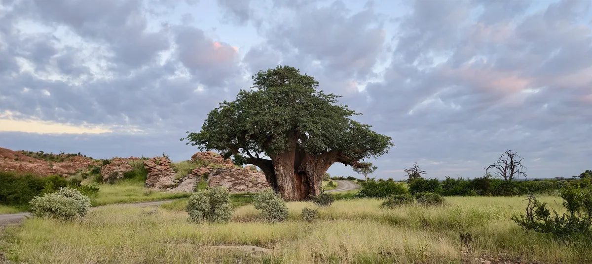Like ‘climbing Kilimanjaro’ without help: Interview with a Limpopo conservationist
