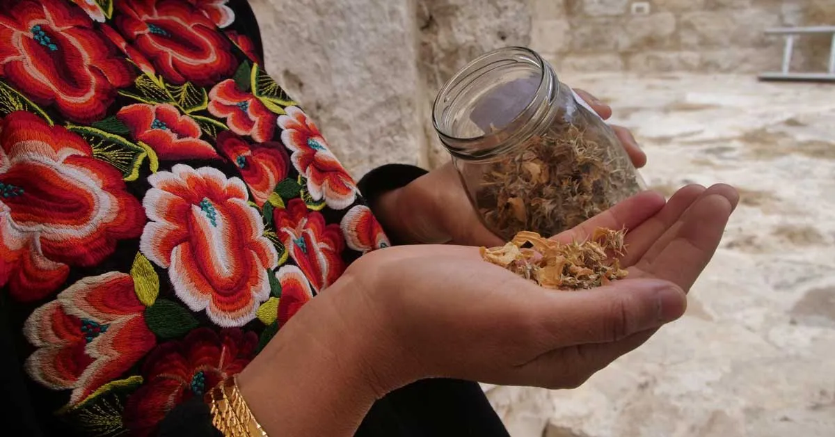 Palestinian seeds travel the world, carrying stories home