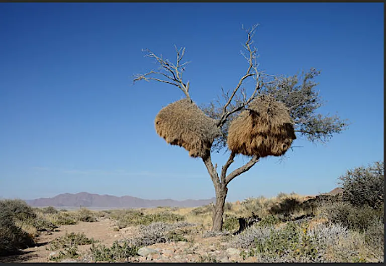 Article illustration