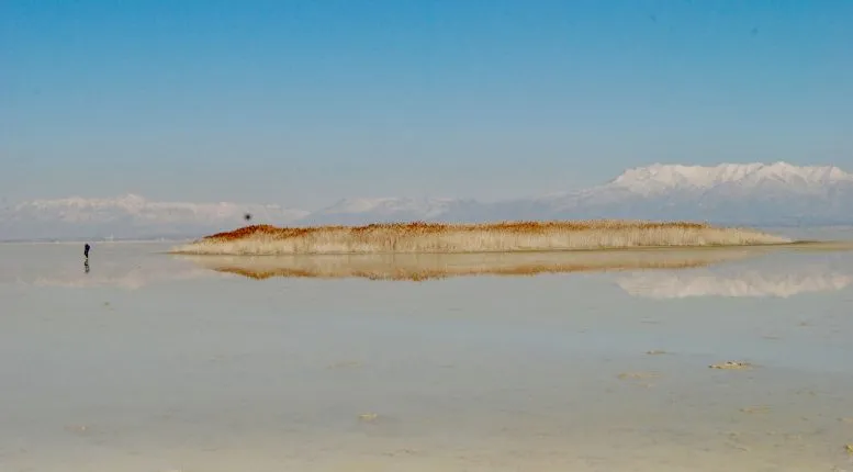 A pragmities-covered mound that has formed on the dry playa of Farmington Bay. It was formed in recent years by freshwater getting pushed to the surface of the exposed lakebed.