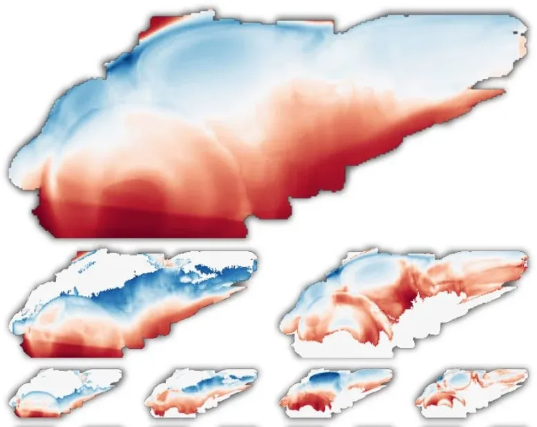 Zebrafish Eigengenes