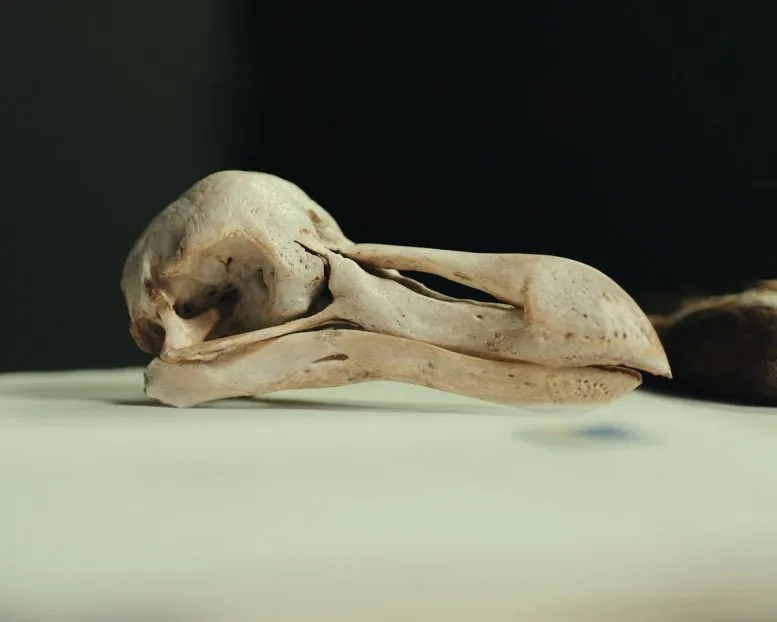 Dodo skull preserved in the collection of Natural History Museum Denmark