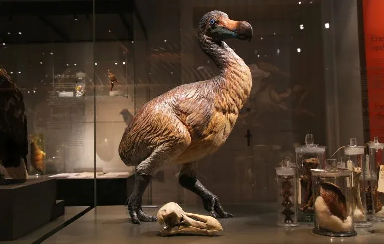A Rare Look Inside the Dodo’s Skull Challenges Centuries of Myths