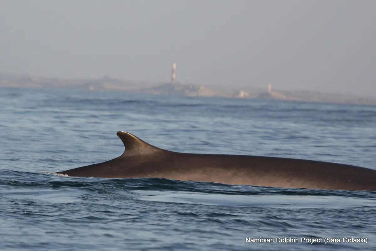 Blue and Fin Whales Are Making a Comeback Off Southern Africa