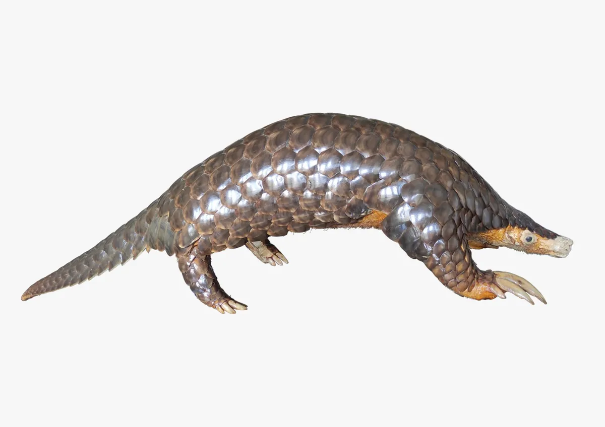 Himalayan pangolin emerges as distinct species, 189 years after first described