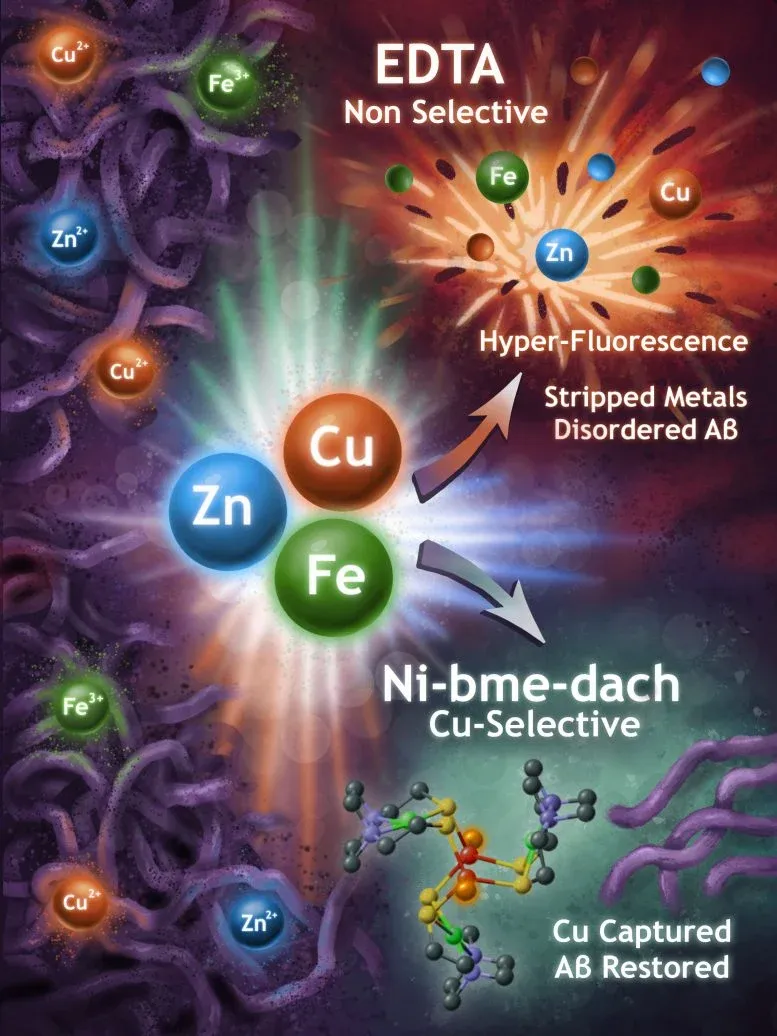 Diagram showing how metals and chelators influence amyloid clumping