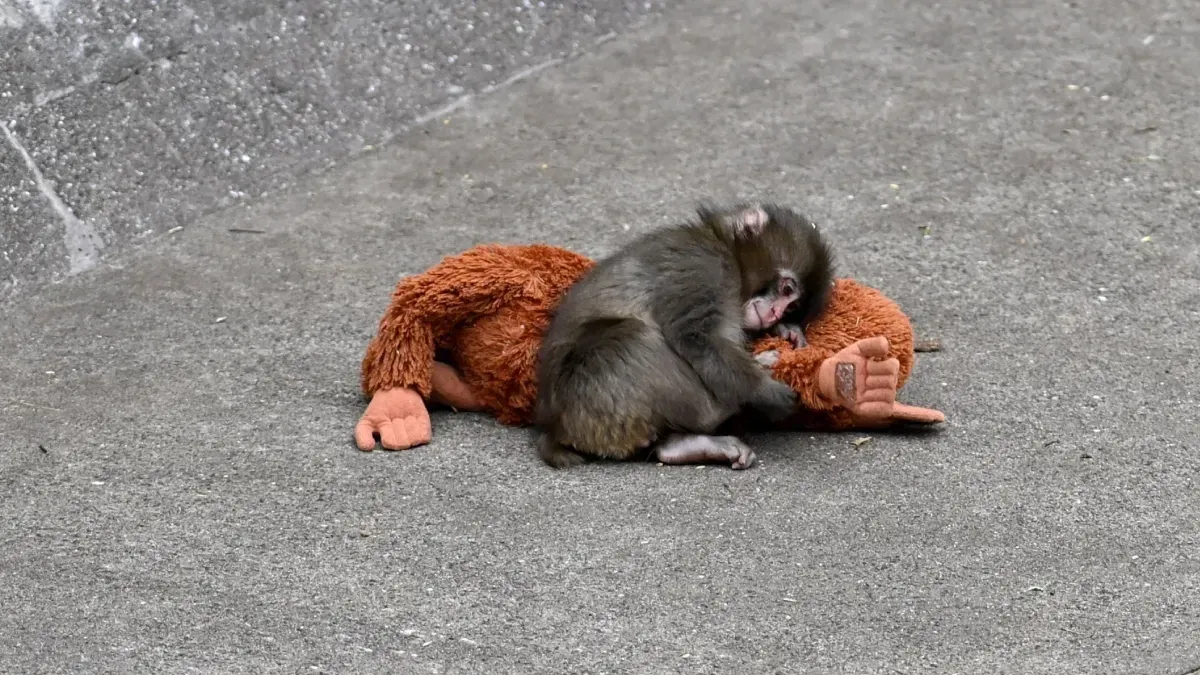 Abandoned macaque finds his way to friendship after months of care