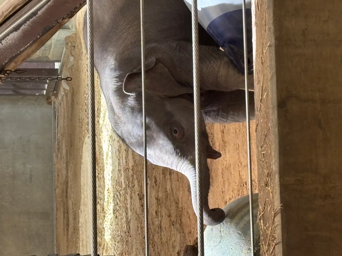 a baby elephant with her mouth open and trunk moving toward a rolling toy