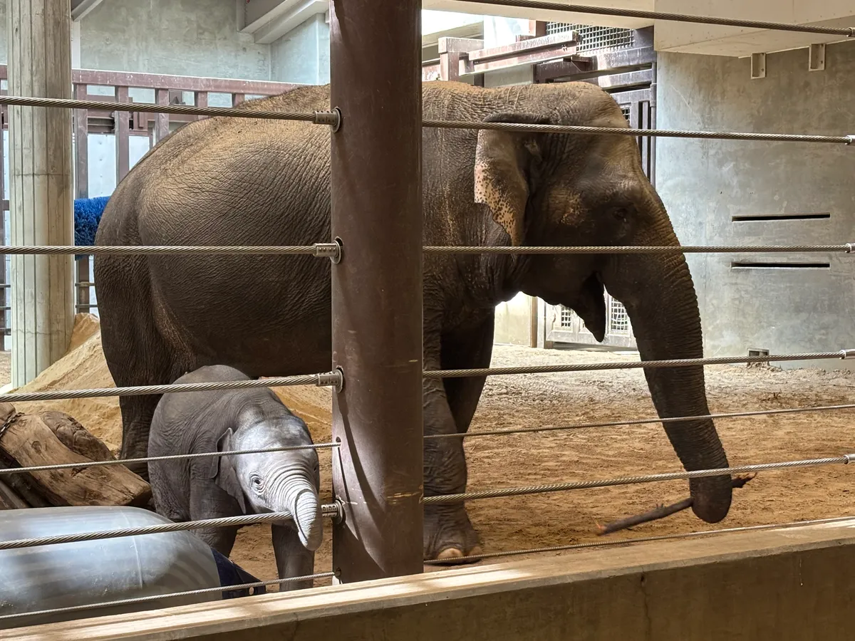 a baby elephant grips a wire fence with her trunk, next to an adult elephant holding a stick in her trunk