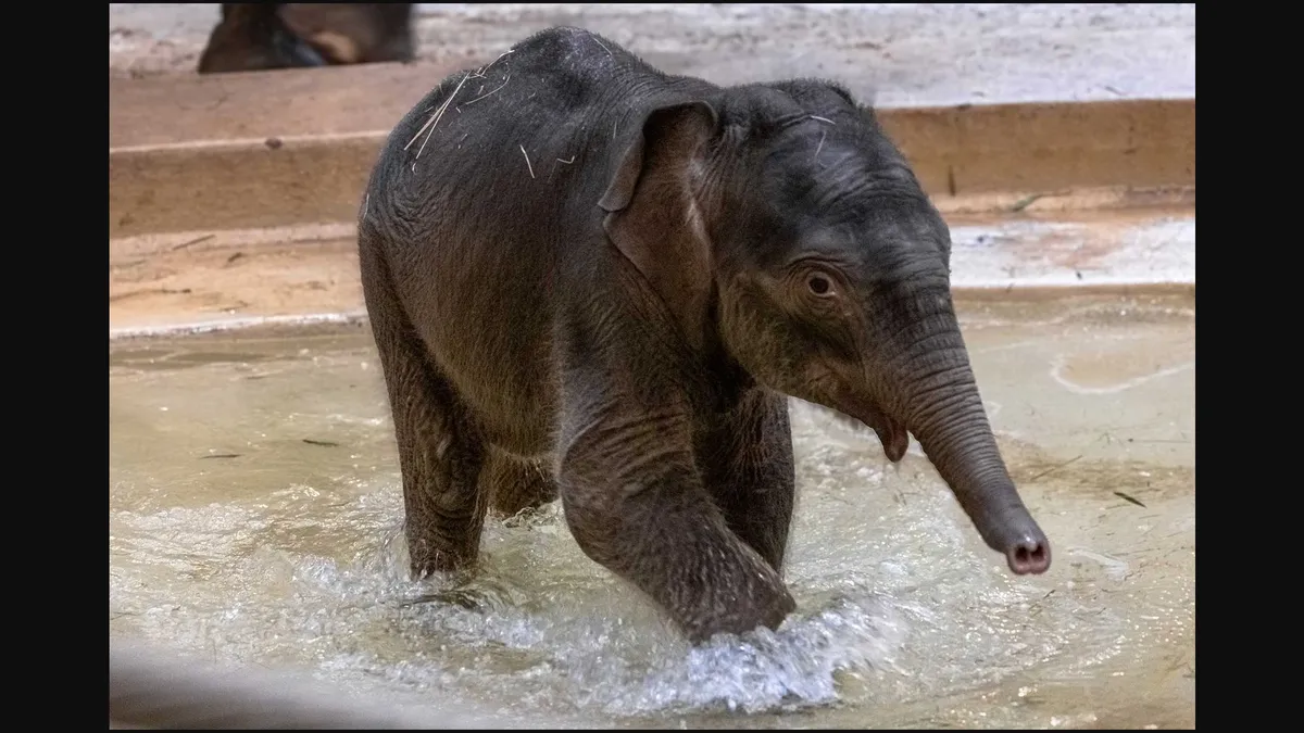 a baby elephant grips a wire with her trunk, standing very near an adult elephant curling her own trunk