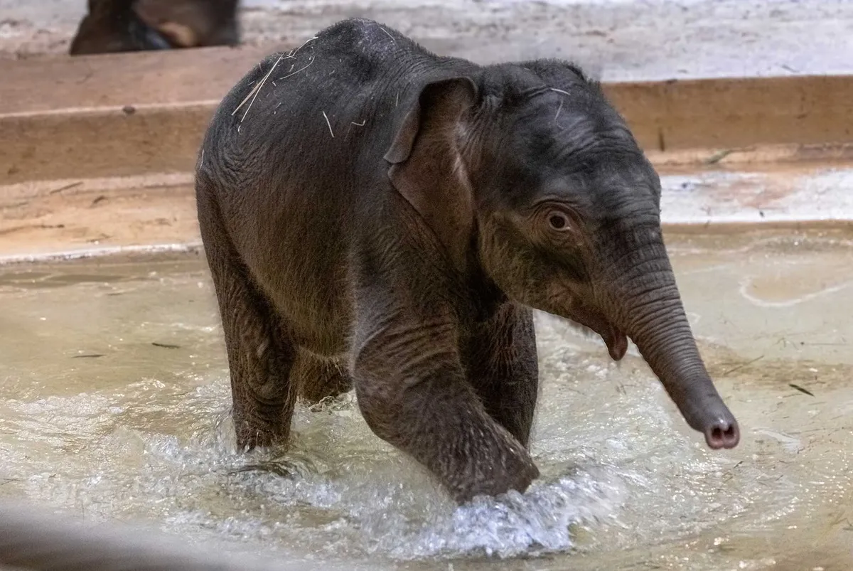 See the Most Adorable Photos of Baby Elephant Linh Mai, the National Zoo’s Newest Star