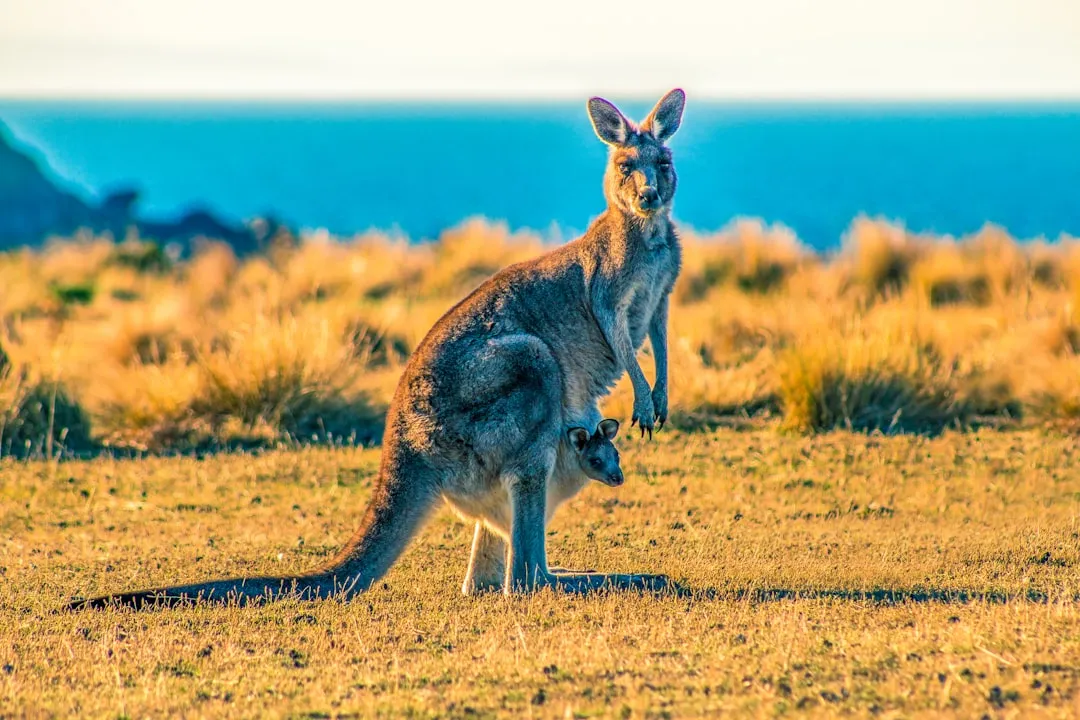 A kangaroo stands in a field with a joey in its pouch.