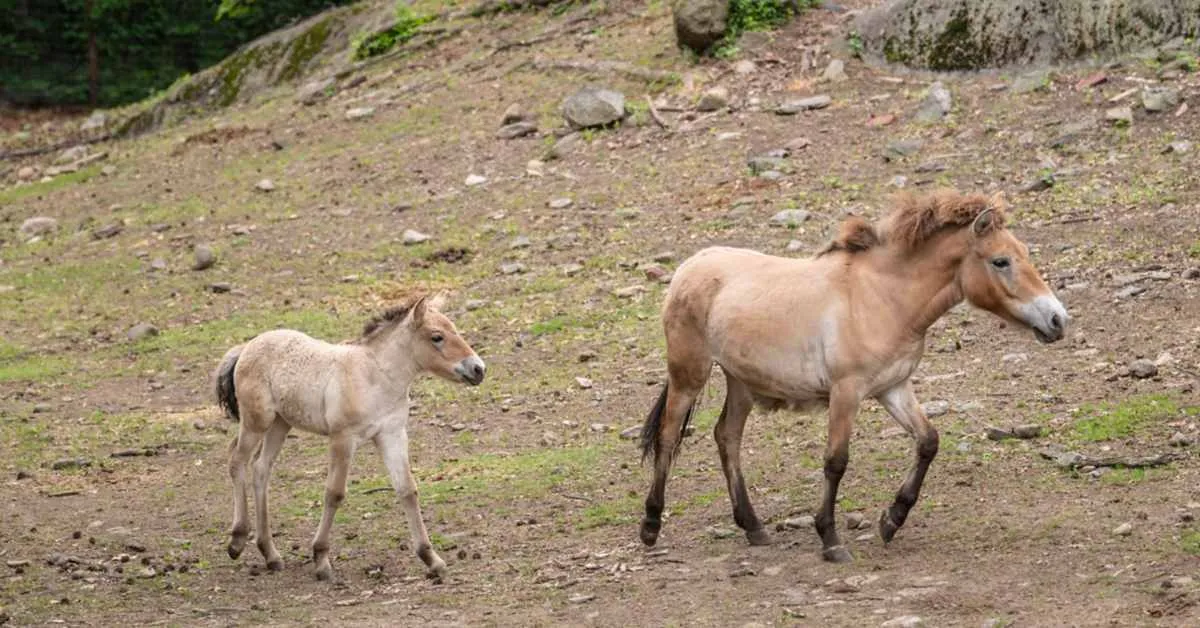 Conservationists celebrate birth of rare Mongolian wild horse: 'This foal is wildlife conservation in action'