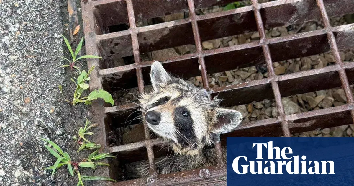 Week in wildlife: a stuck raccoon, a hardy mouse and a well-camouflaged wildcat | Environment | The Guardian