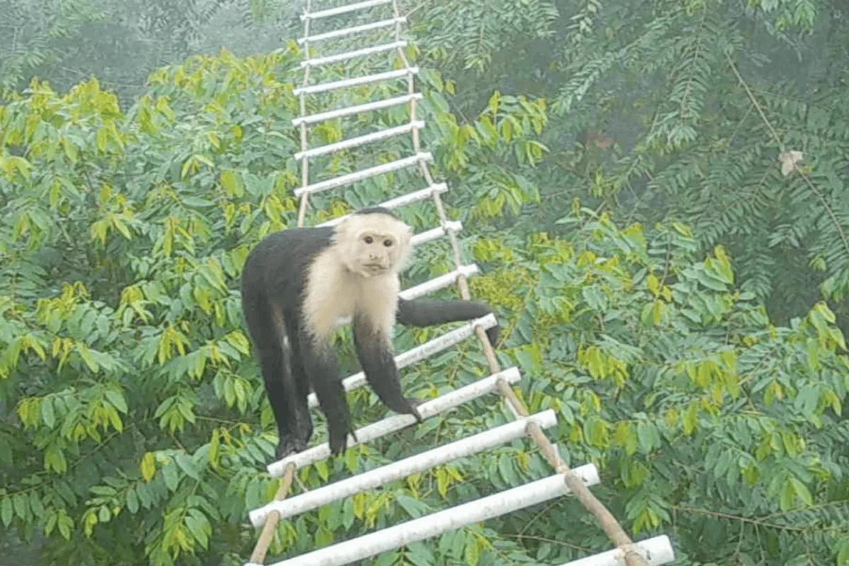 Canopy Bridges Actually Work! Monkeys and Porcupines Approve.