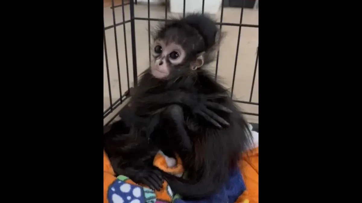 Baby spider monkeys rescued in Texas