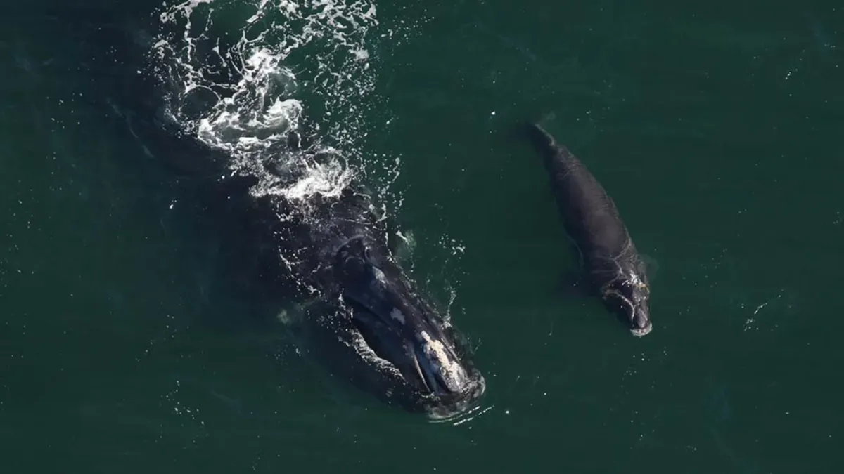 Whales Defy Extinction as Rare Calves Surge Off Southern Coasts