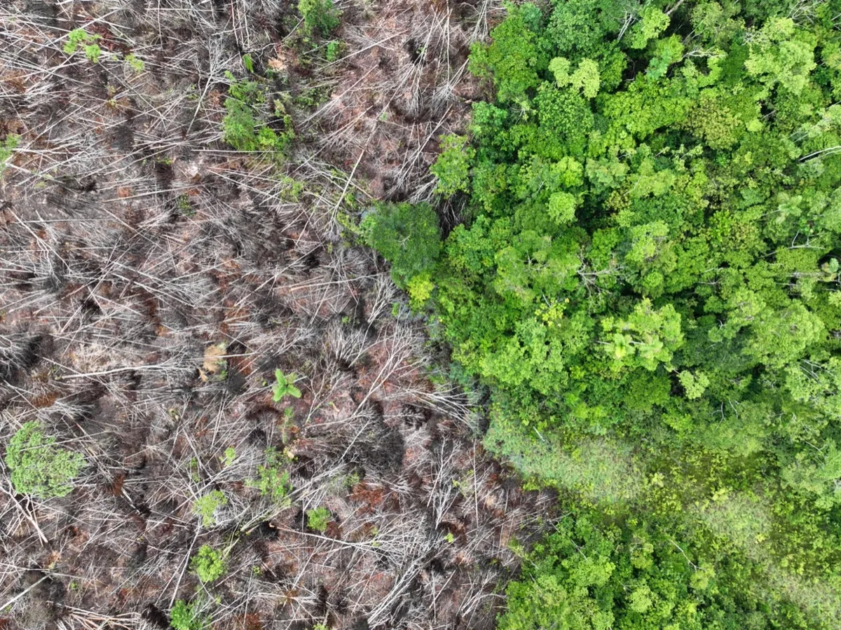 UK deforestation rules take step forward after a long delay
