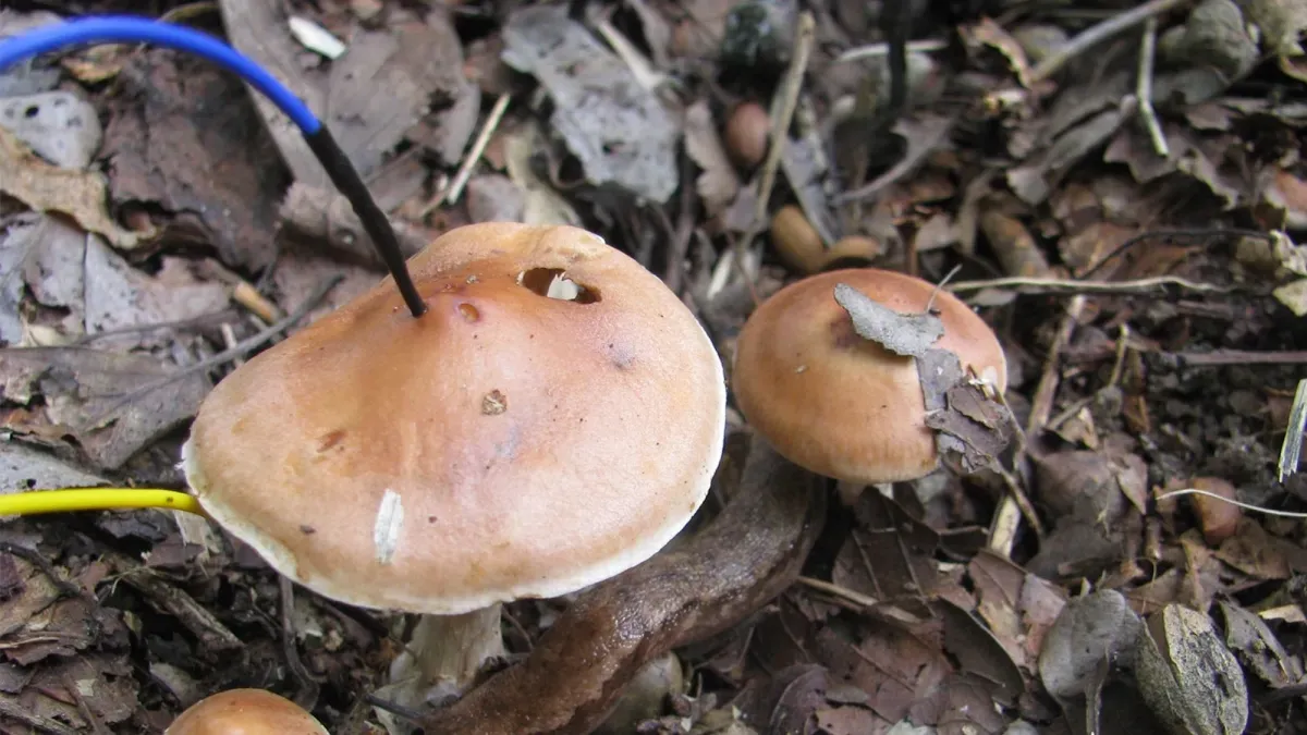 Pee changes how some mushrooms ‘talk’