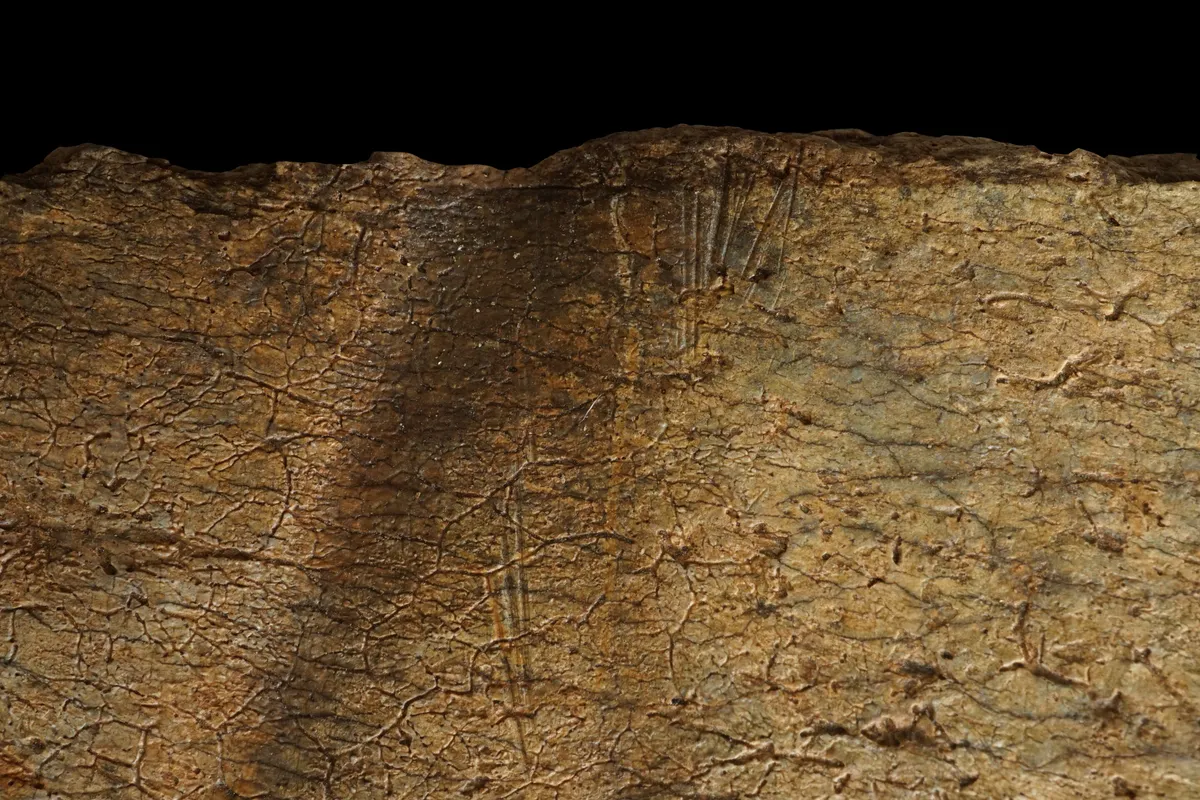 1.6 Million Years Ago, Our Ancestors Were Carrying Home the Groceries