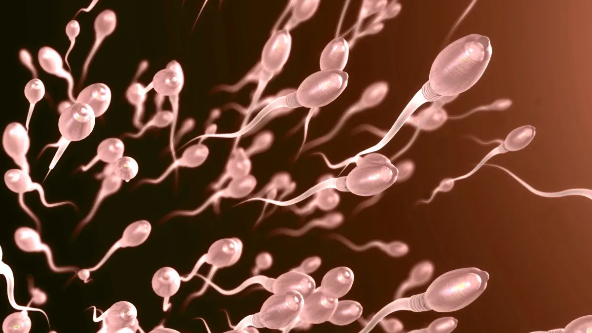 Fruit fly sperm is enormous
