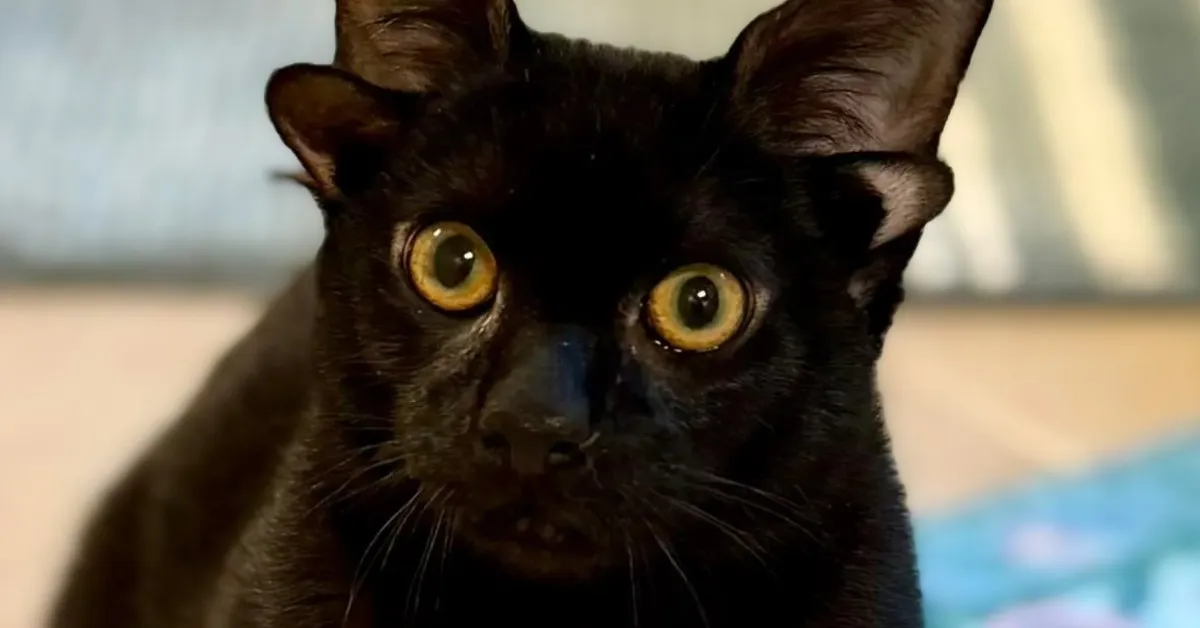 Four-eared kitten shows why pets with disabilities deserve love