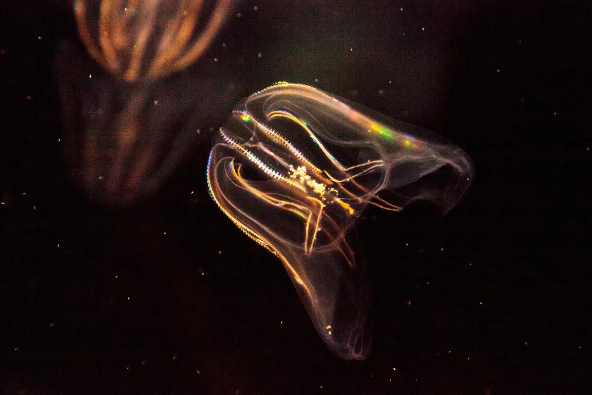 Scientists Just Repeated a Nobel Prize-Winning Experiment in a Creature Older Than Jellyfish