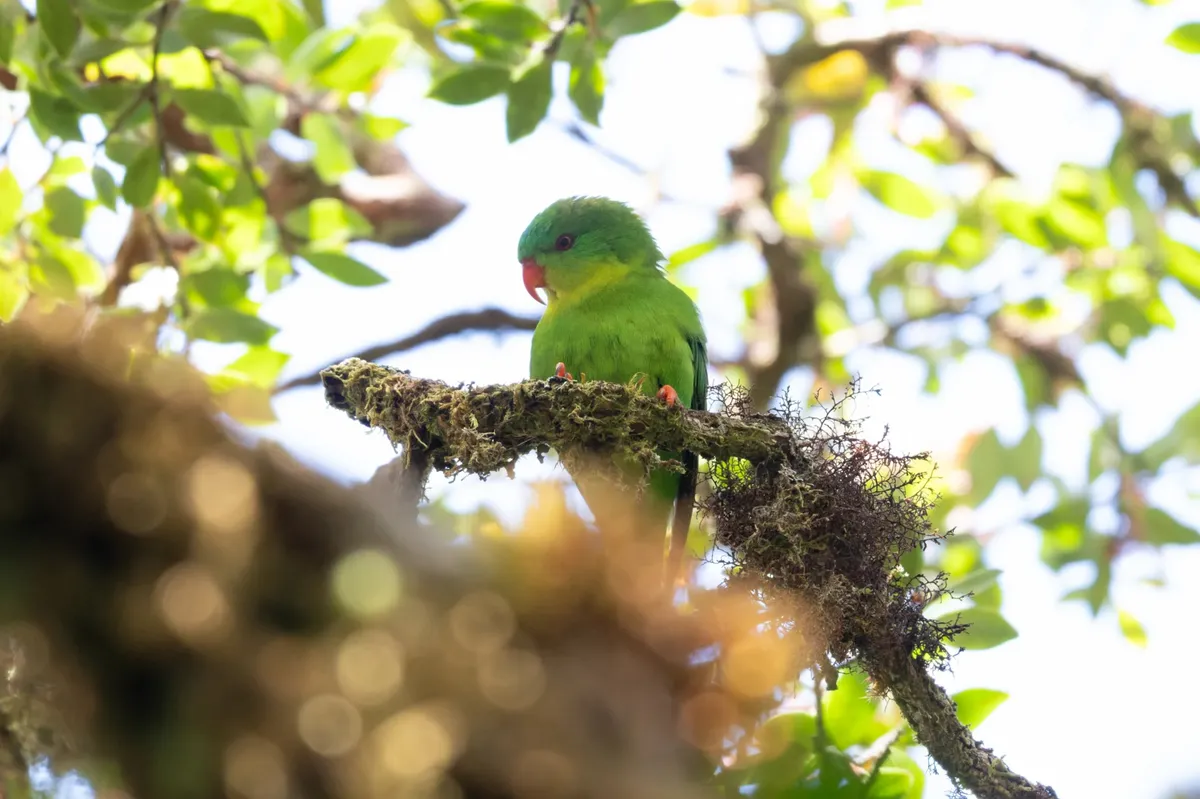 ‘Lost’ parrot rediscovered on remote Indonesian peak