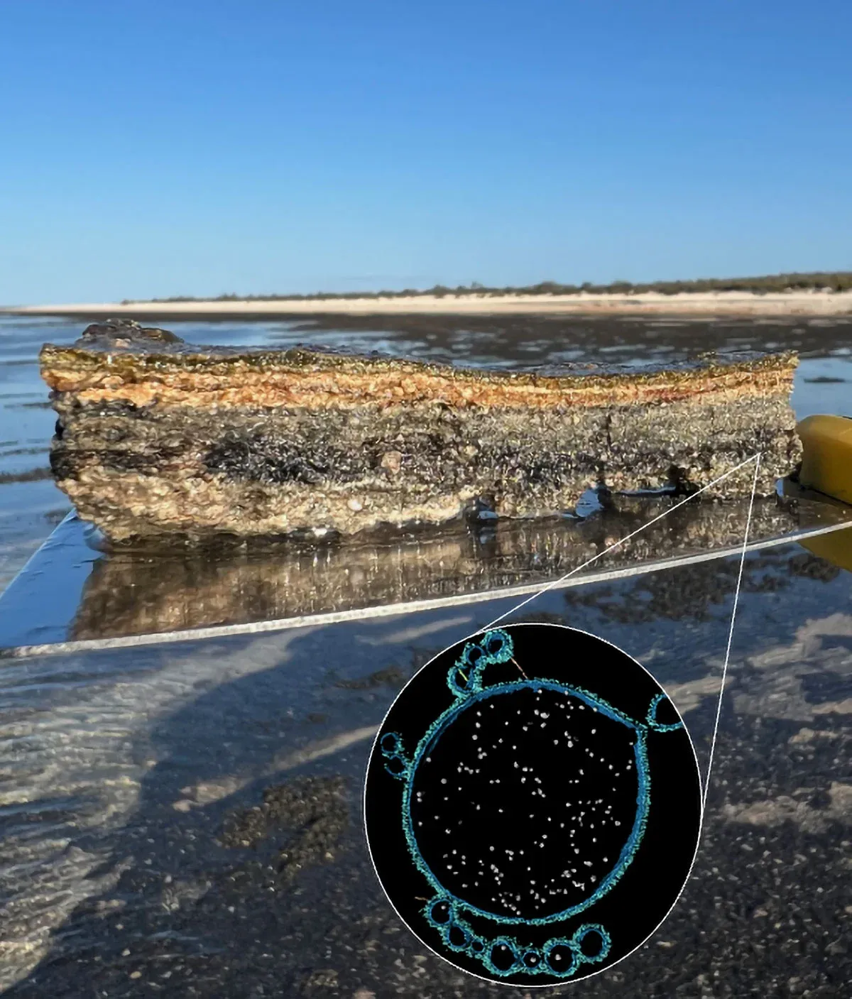 Ancient “Rock” Microbes May Reveal How Complex Life Began