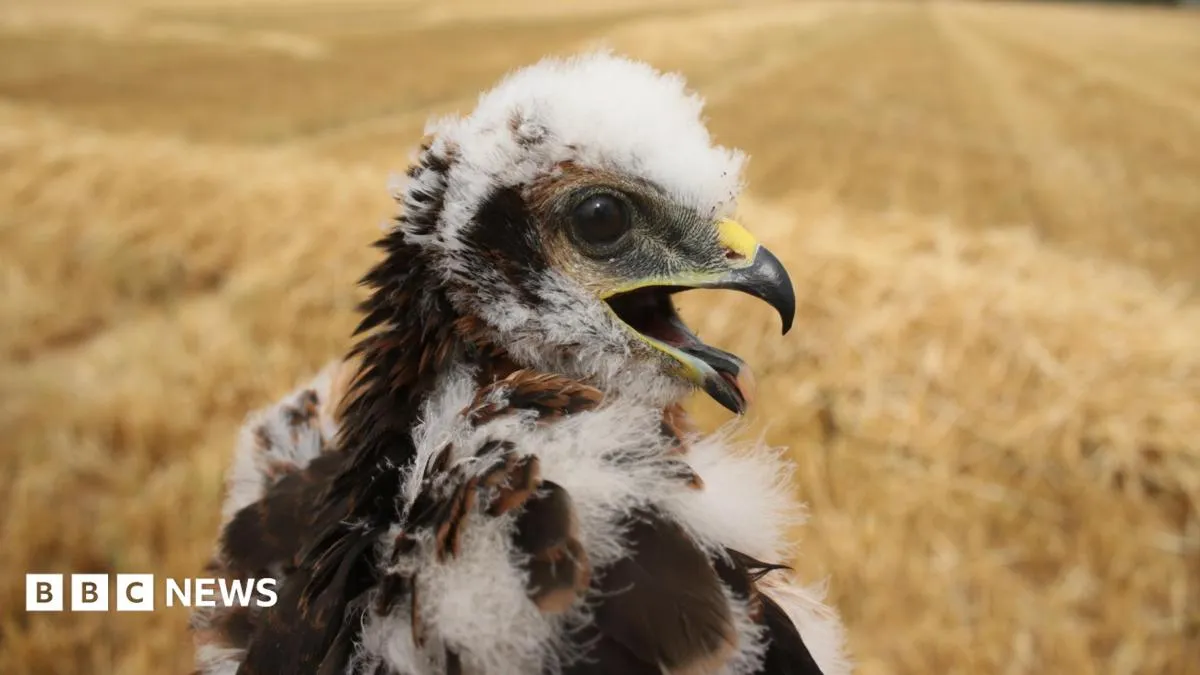 UK's Rarest Bird of Prey Just Pulled Off a Double Nesting Miracle