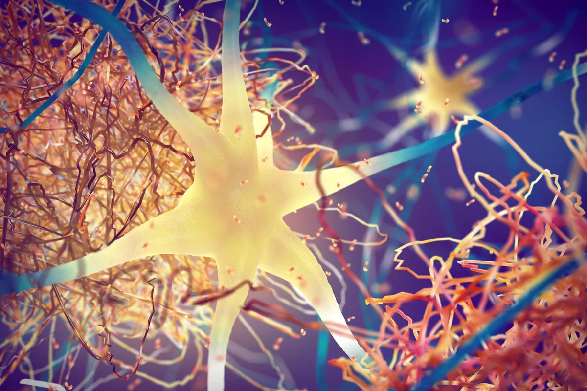 Alzheimer's Protein Has a Secret Side Gig: Cell Division